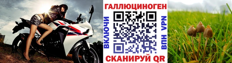 Псилоцибиновые грибы Psilocybine cubensis  Северодвинск 